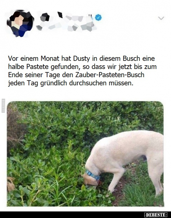 Vor einem Monat hat Dusty in diesem Busch eine halbe.. - Lustige Bilder | DEBESTE.de