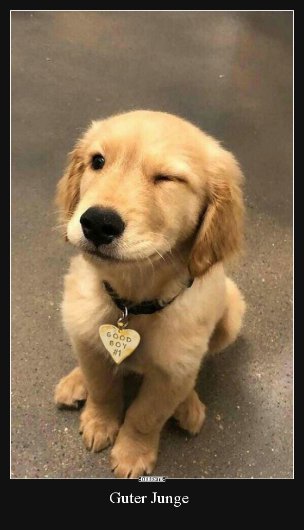 Guter Junge..