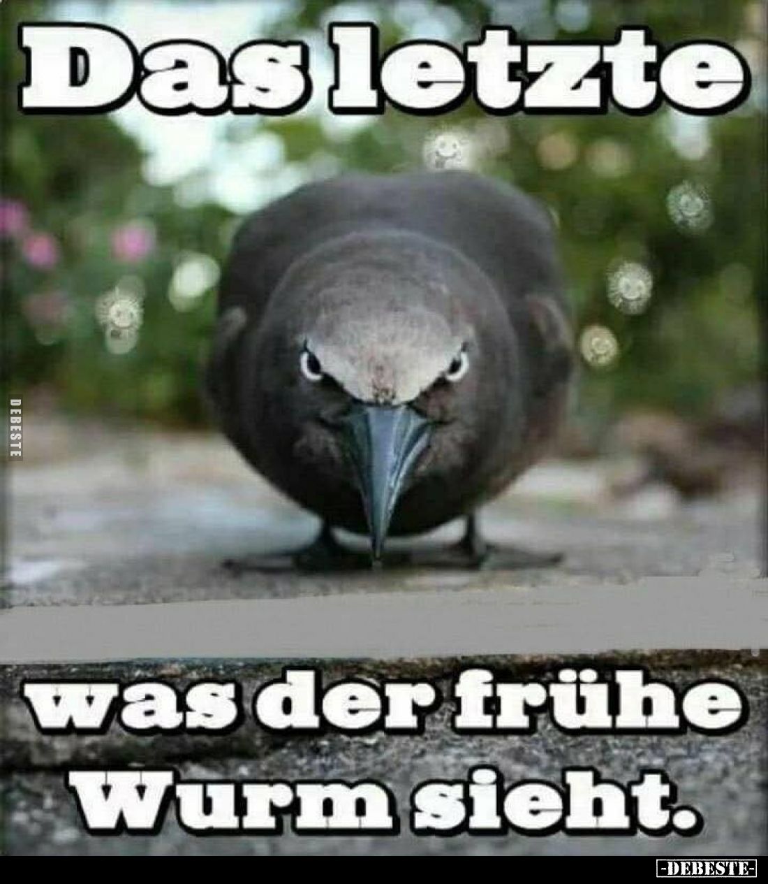 Das letzte
was der frühe Wurm sieht.