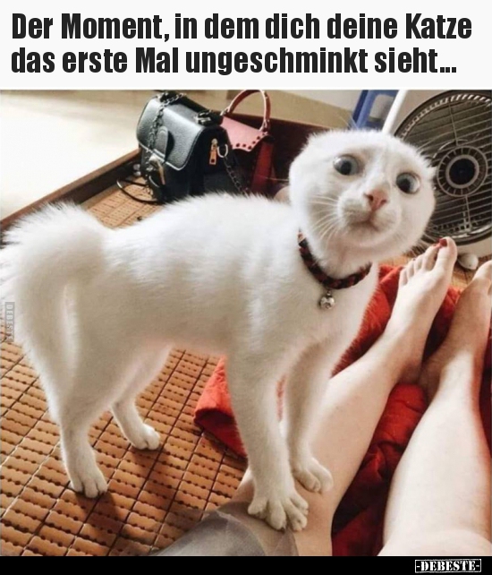 Der Moment, in dem dich deine Katze das erste Mal.. - Lustige Bilder | DEBESTE.de