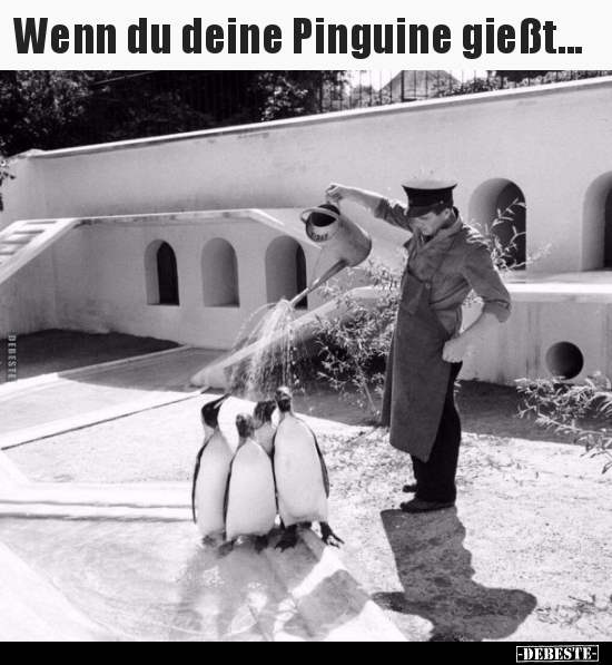 Wenn du deine Pinguine gießt...