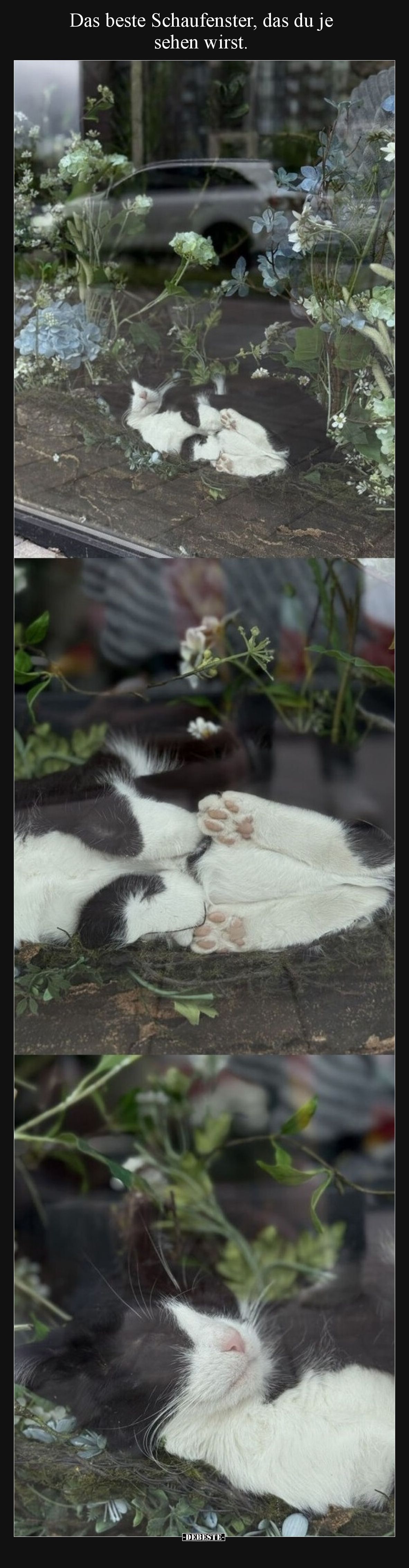 Das beste Schaufenster, das du je sehen wirst.