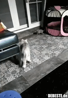 Du hättest das Kätzchen nicht anfassen sollen..