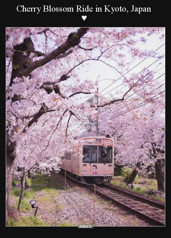 Cherry Blossom Ride in Kyoto, Japan ♥.. - Lustige Bilder | DEBESTE.de