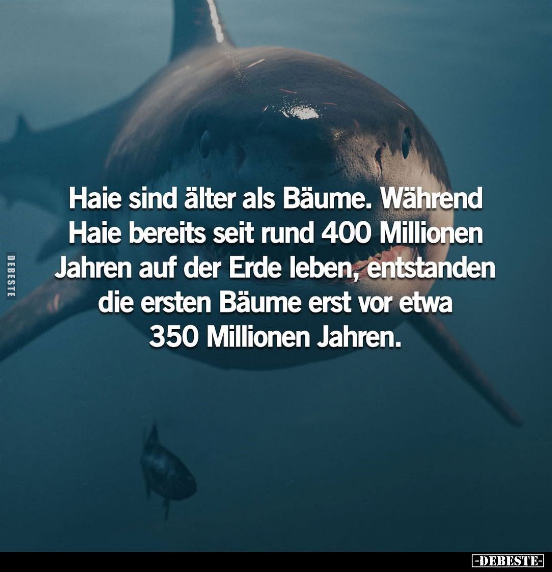 Haie sind älter als Bäume. Während Haie bereits seit rund 400 Millionen Jahren auf der Erde leben, entstanden die ersten Bäum...