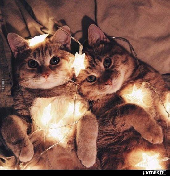  - Lustige Bilder | DEBESTE.de