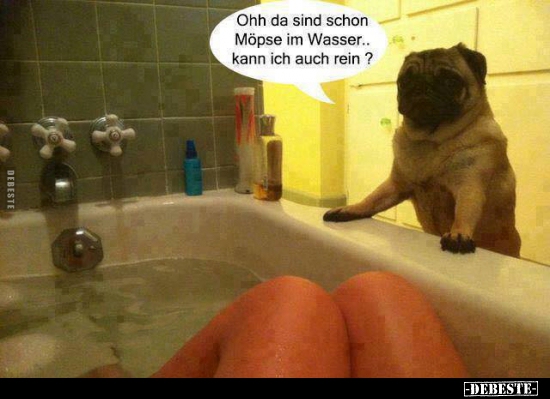 Ohh da sind schon Möpse im Wasser.. kann ich auch rein? - Lustige Bilder | DEBESTE.de