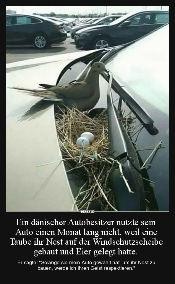 Ein dänischer Autobesitzer nutzte sein Auto.. - Lustige Bilder | DEBESTE.de