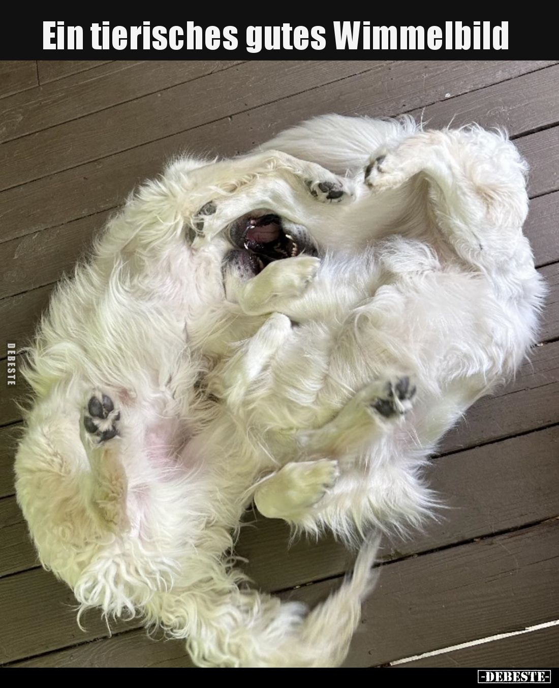 Ein tierisches gutes Wimmelbild