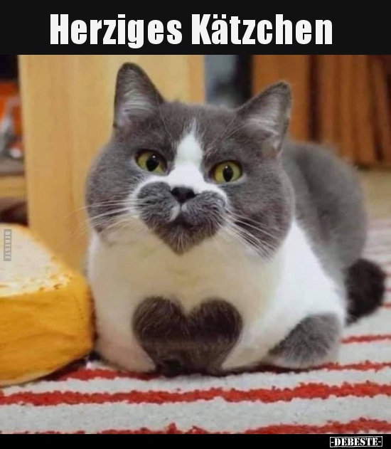 Herziges Kätzchen..