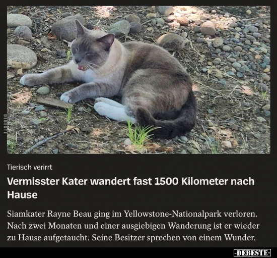 Vermisster Kater wandert fast 1500 Kilometer nach.. - Lustige Bilder | DEBESTE.de