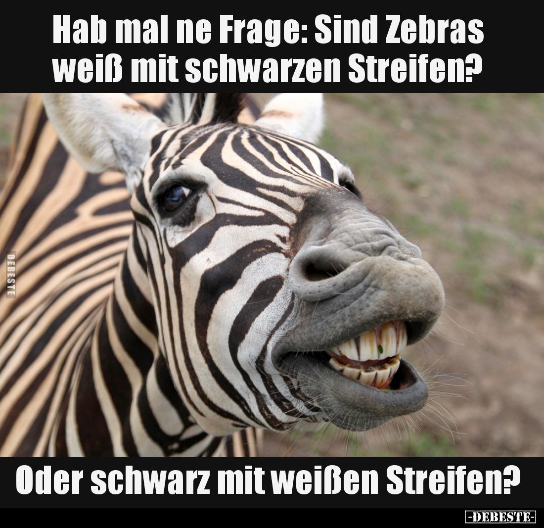 Hab mal ne Frage
Sind Zebras weiß mit schwarzen Streifen?
Oder schwarz mit weißen Streifen?