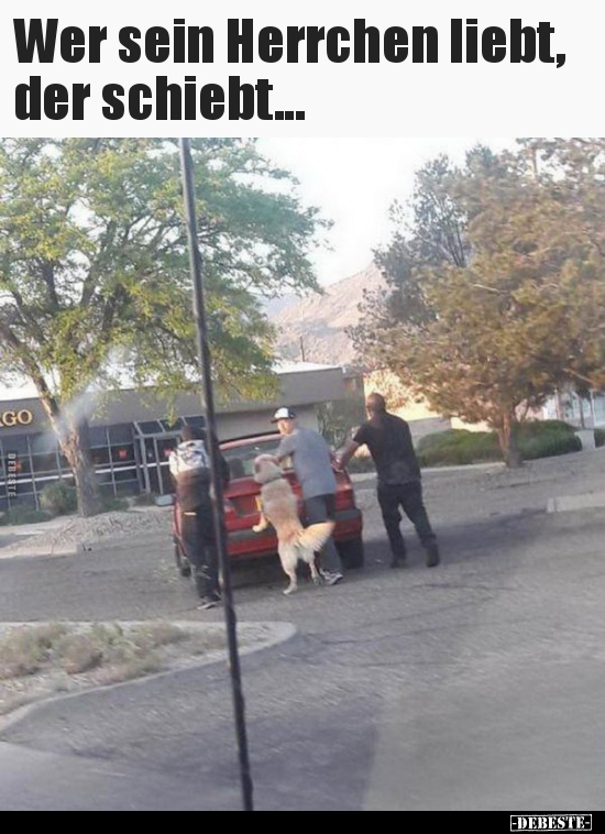 Wer sein Herrchen liebt, der schiebt...