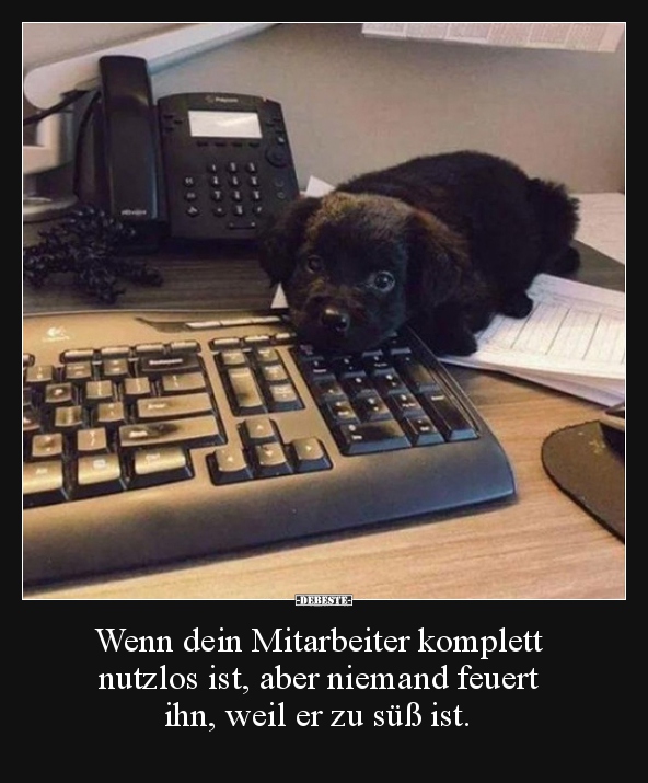 Wenn dein Mitarbeiter komplett nutzlos ist, aber niemand.. - Lustige Bilder | DEBESTE.de