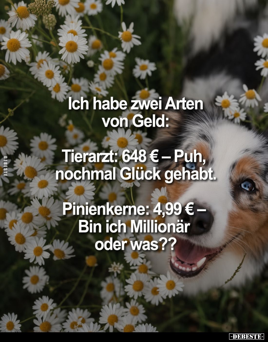 Ich habe zwei Arten von Geld:

Tierarzt: 648 € – Puh, nochmal Glück gehabt.

Pinienkerne: 4,99 € – Bin ich Millionär oder...