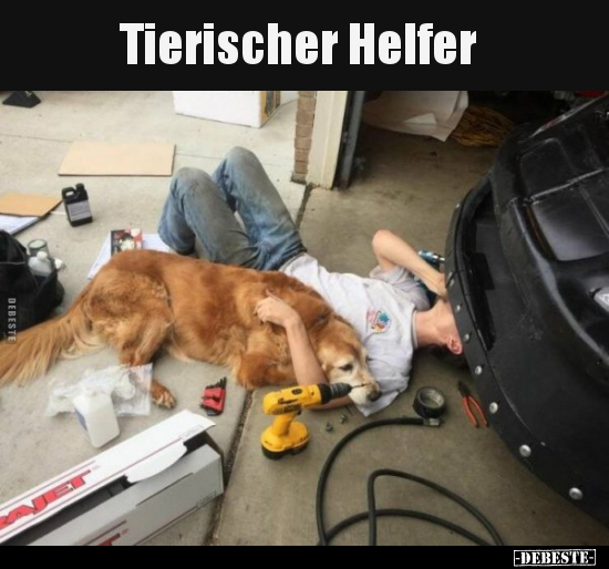 Tierischer Helfer..