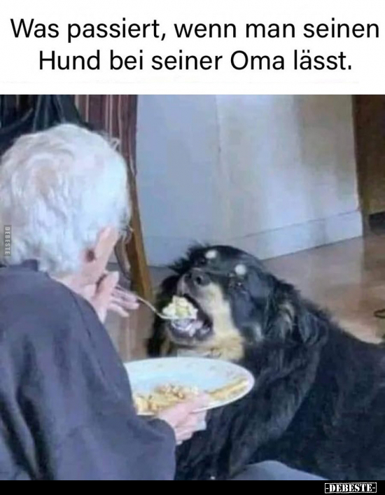 Was passiert, wenn man seinen Hund bei seiner Oma.. - Lustige Bilder | DEBESTE.de