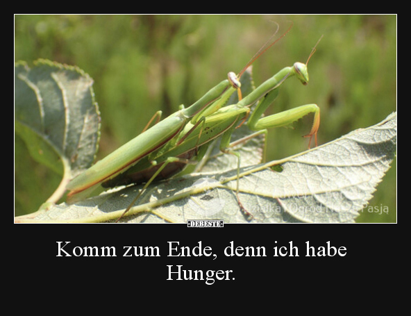 Komm zum Ende, denn ich habe Hunger... - Lustige Bilder | DEBESTE.de