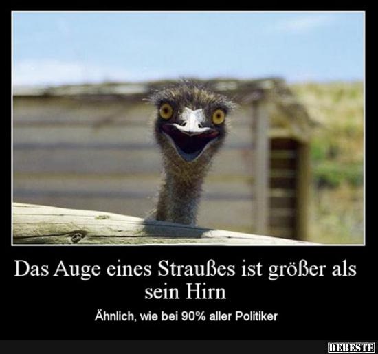 Das Auge eines Strausses ist grösser als sein Hirn..