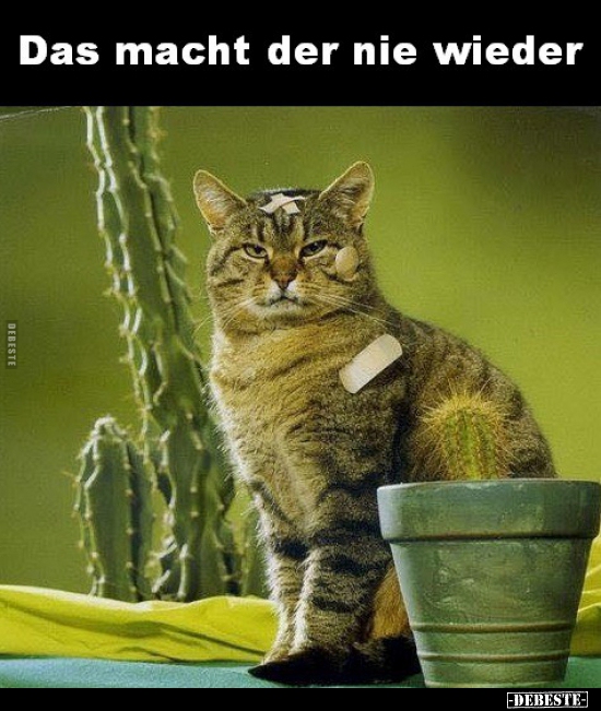 Das macht der nie wieder..