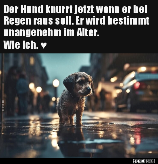 Der Hund knurrt jetzt wenn er bei Regen raus soll.. - Lustige Bilder | DEBESTE.de