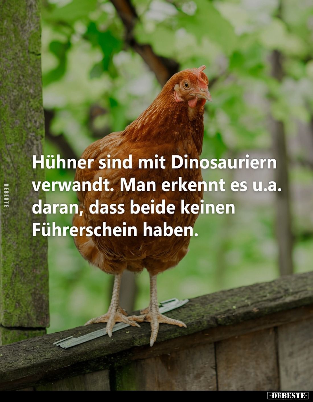 Hühner sind mit Dinosauriern verwandt.
Man erkennt es u.a. daran, dass beide keinen Führerschein haben.
