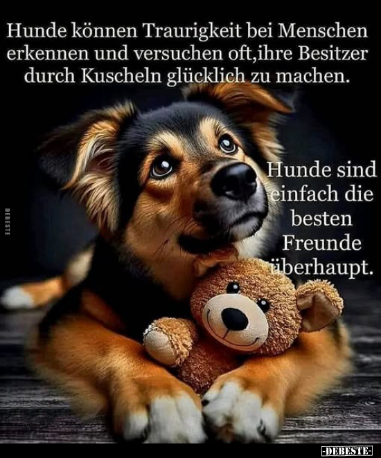 Hunde, Menschen, Kuscheln, Glücklich, Machen, Die Besten, Freunde