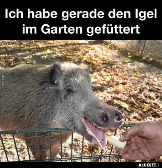 Ich habe gerade den Igel im Garten gefüttert.. - Lustige Bilder | DEBESTE.de
