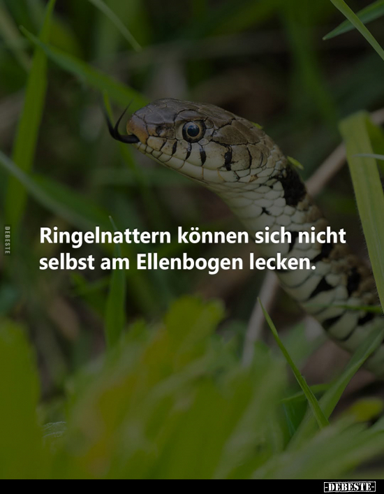Ringelnattern können sich nicht selbst am Ellenbogen lecken.