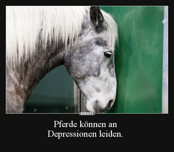 Pferde können an Depressionen leiden... - Lustige Bilder | DEBESTE.de