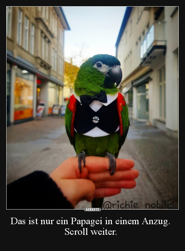 Das ist nur ein Papagei in einem Anzug. Scroll weiter... - Lustige Bilder | DEBESTE.de