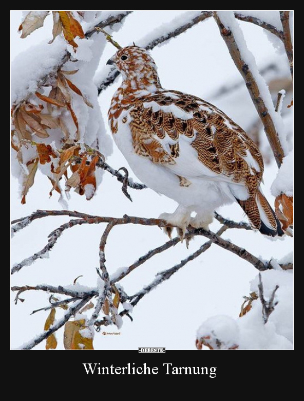 Winterliche Tarnung..
