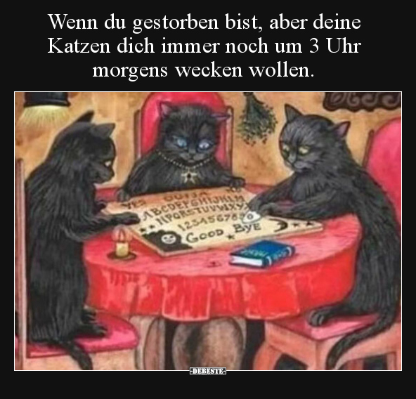 Wenn du gestorben bist, aber deine Katzen dich immer noch.. - Lustige Bilder | DEBESTE.de