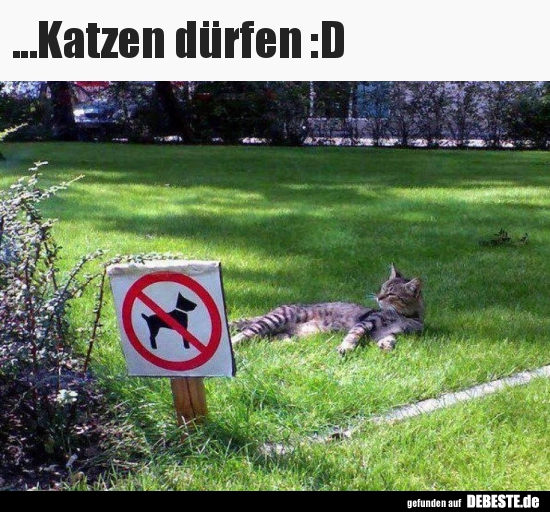 ...Katzen dürfen :D