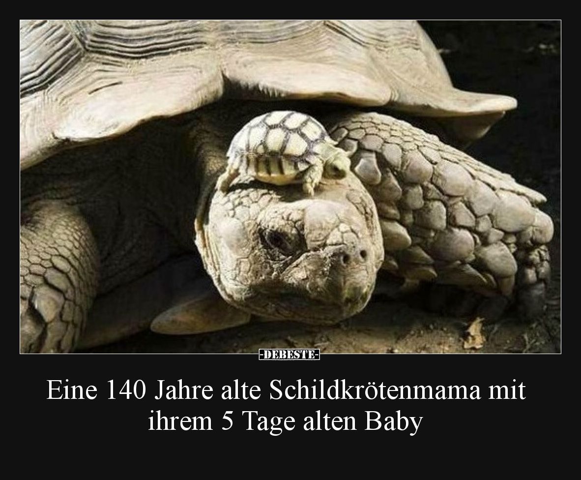 Eine 140 Jahre alte Schildkrötenmama mit ihrem 5 Tage alten Baby