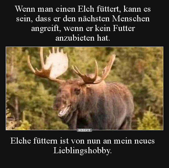 Wenn man einen Elch füttert, kann es sein, dass er den.. - Lustige Bilder | DEBESTE.de