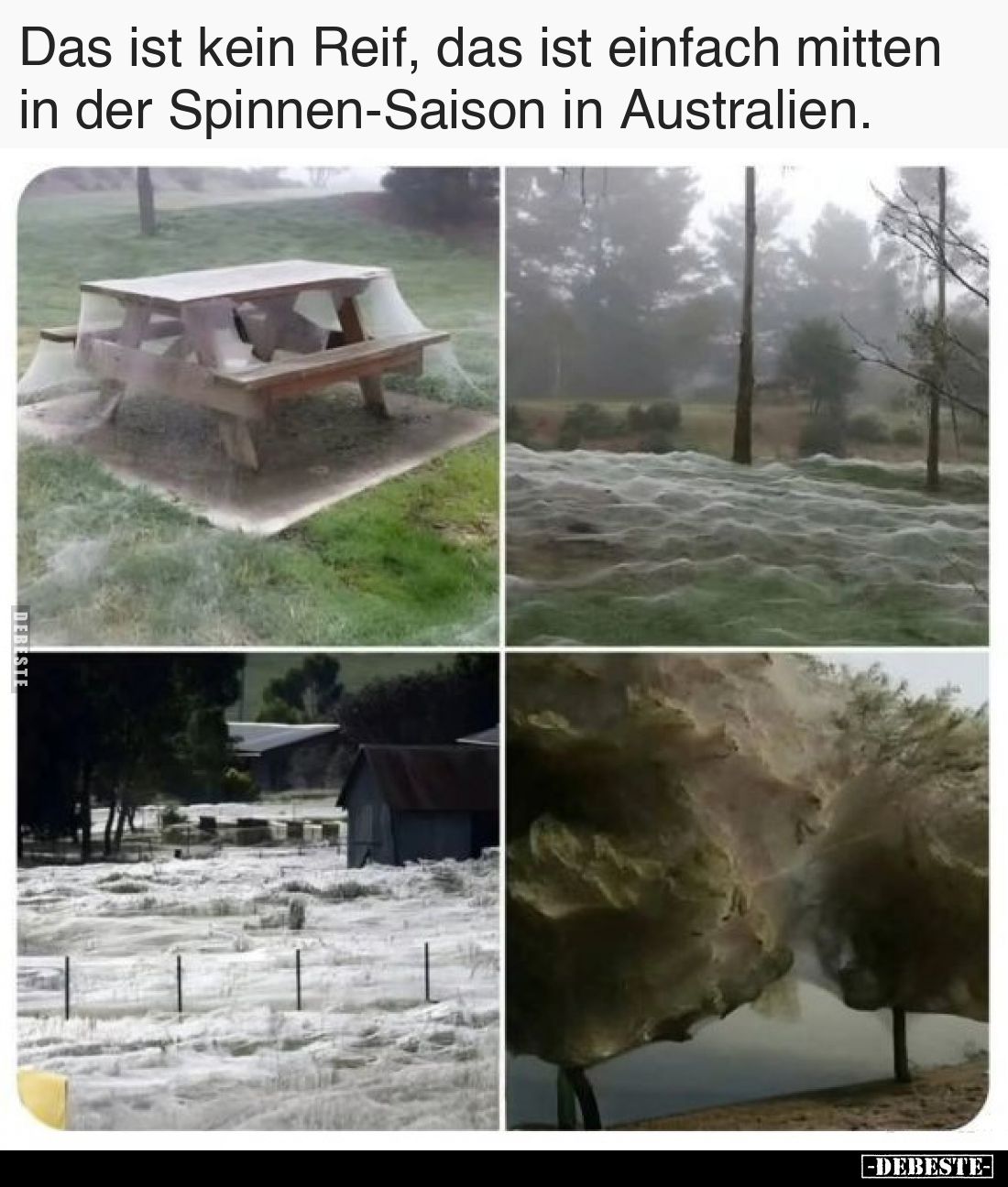 Das ist kein Reif, das ist einfach mitten in der Spinnen-Saison in Australien.