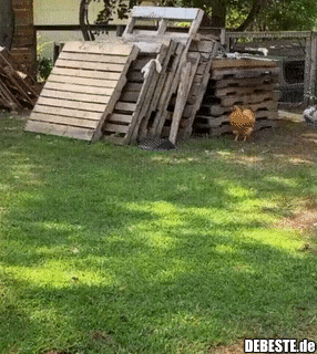 Am Ende Huhndemüde..