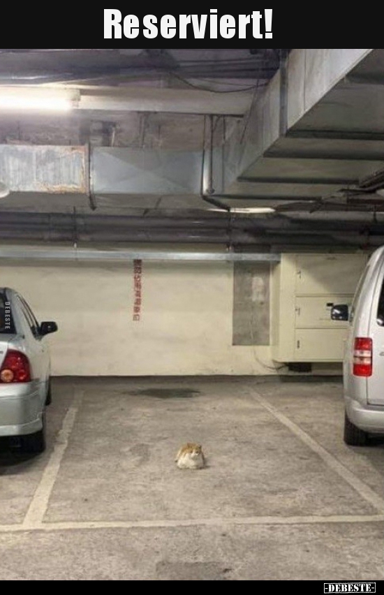 parkplatz lustig, katzen