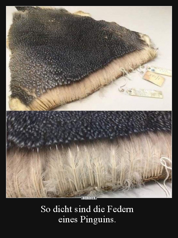 So dicht sind die Federn eines Pinguins...