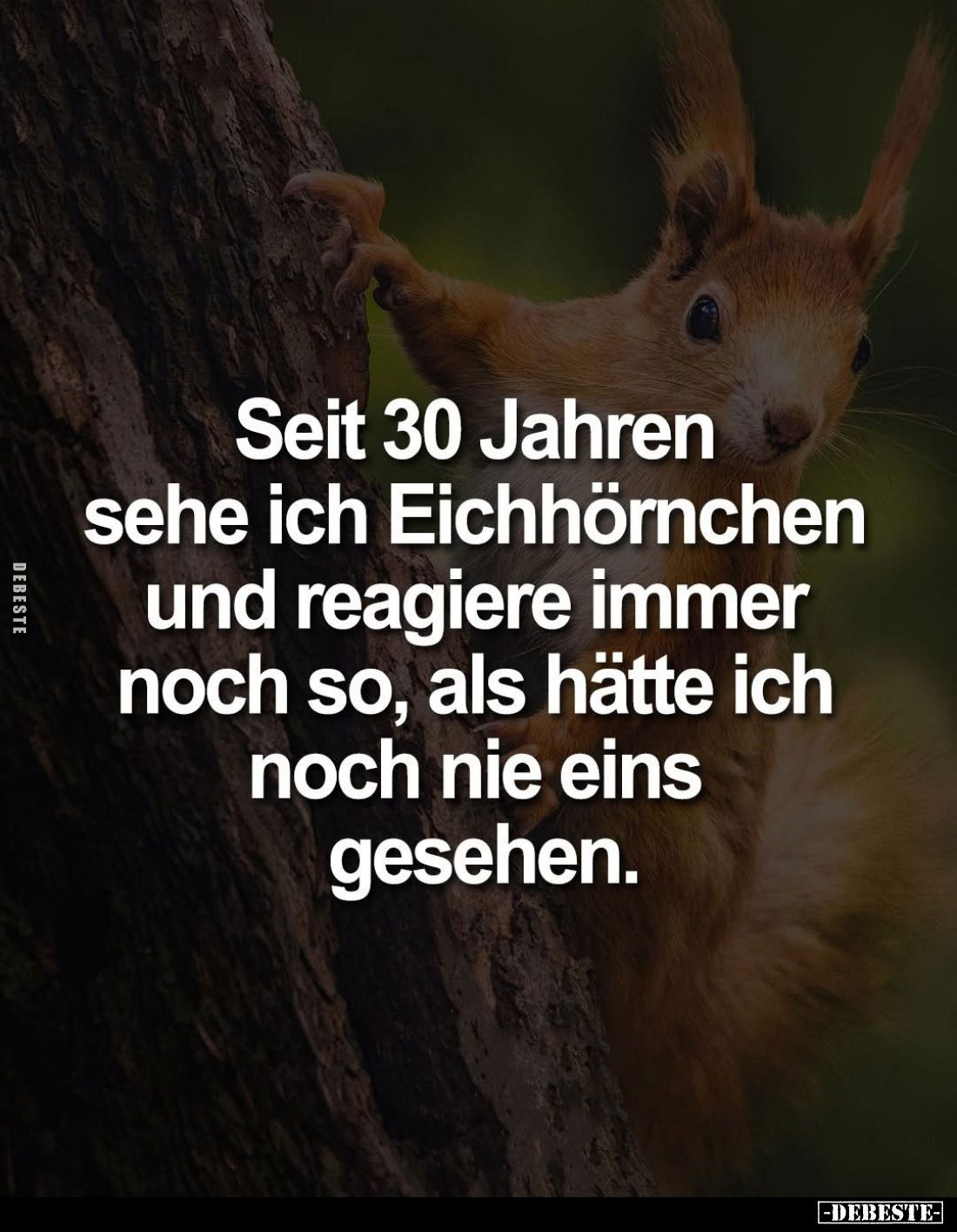 Seit 30 Jahren sehe ich Eichhörnchen und reagiere immer noch so, als hätte ich noch nie eins gesehen.