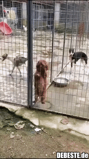 Prison Break - Hundeversion. - Lustige Bilder | DEBESTE.de