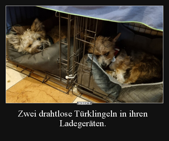Zwei drahtlose Türklingeln in ihren Ladegeräten... - Lustige Bilder | DEBESTE.de