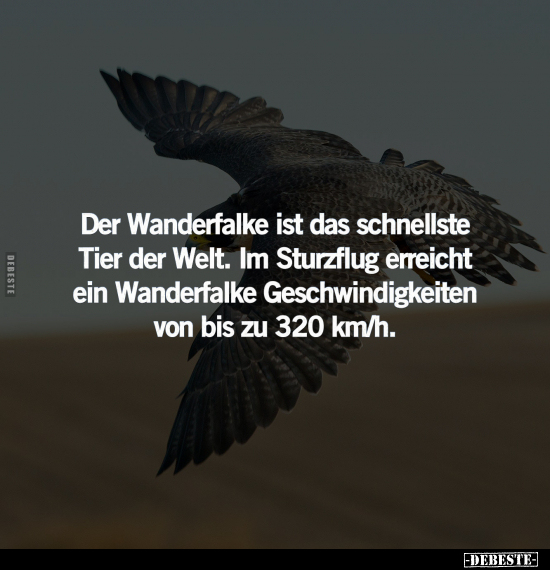 Der Wanderfalke ist das schnellste Tier der Welt.. - Lustige Bilder | DEBESTE.de