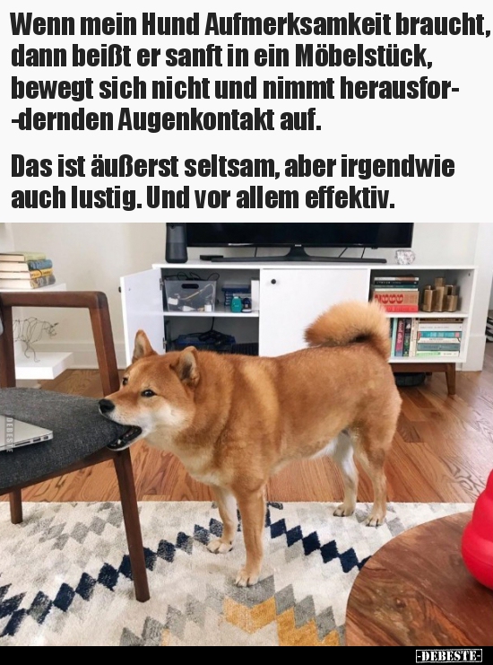 Wenn mein Hund Aufmerksamkeit braucht, dann beißt er sanft.. - Lustige Bilder | DEBESTE.de