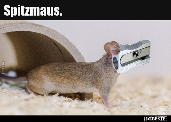 Spitzmaus... - Lustige Bilder | DEBESTE.de