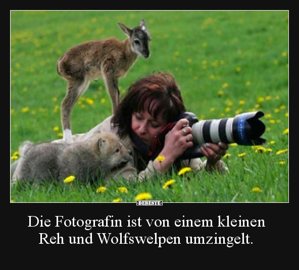 Die Fotografin Ist Von Einem Kleinen Reh Und Wolfswelpen Lustige Bilder Spruche Witze Echt Lustig