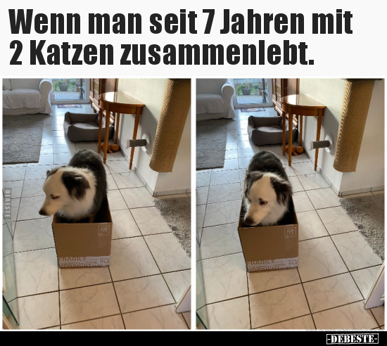 Wenn man seit 7 Jahren mit 2 Katzen zusammenlebt...