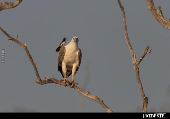  - Lustige Bilder | DEBESTE.de