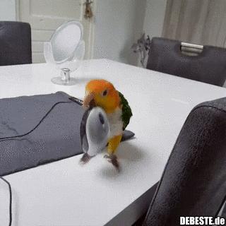 Wie man Papageien eine Freude macht.. - Lustige Bilder | DEBESTE.de